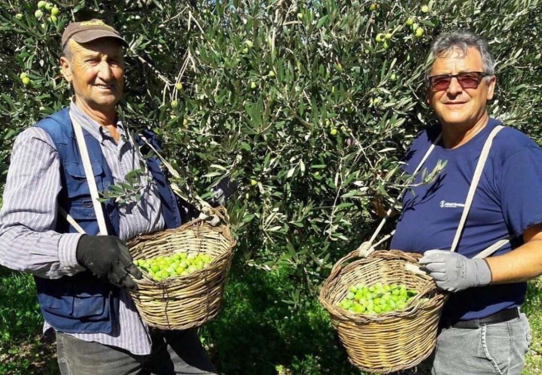 olive grove Mediterranean agriculture